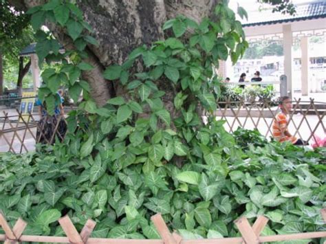 屬陰的植物|園藝｜40種耐陰植物，沒有光照也能活